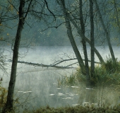 Foggy Pond 1
